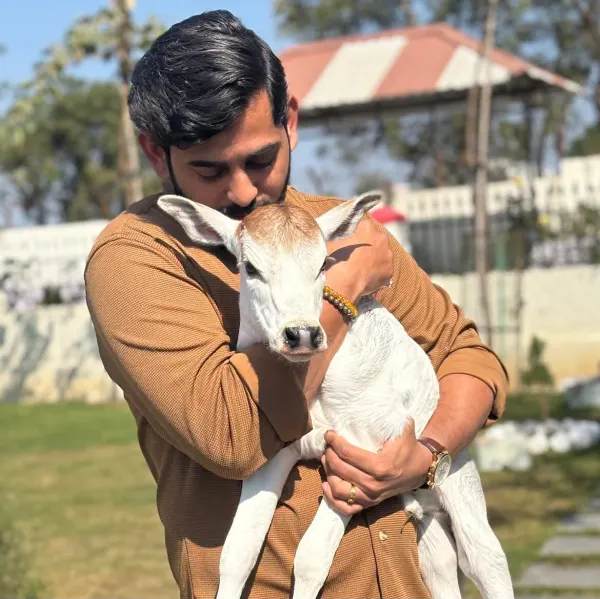 ‘धाराऊ’ मराठी चित्रपटाच्या टीमकडून आलेले वासरासोबतचे छायाचित्र