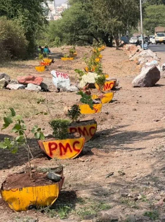 Saplings in old iron drums along Technical Airport Road