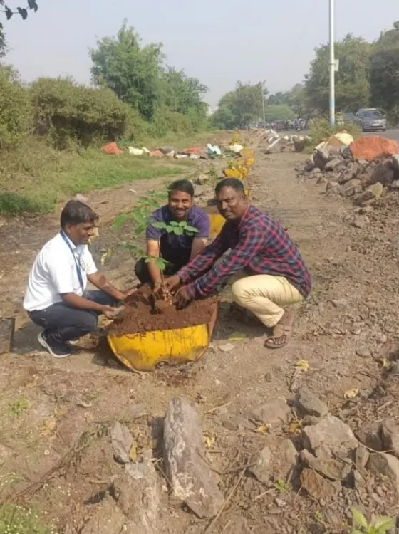 Planting a sapling in a drum planter