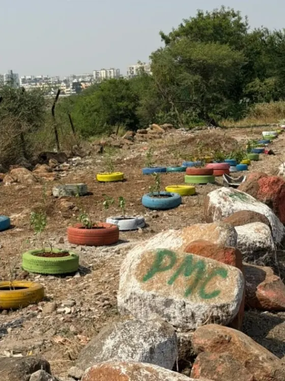 Painted tyres used as planters, with painted stones